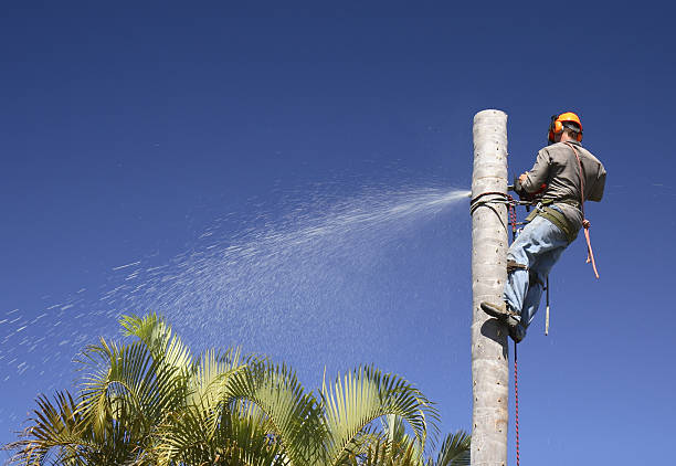 Best Leaf Removal  in Van Horn, TX