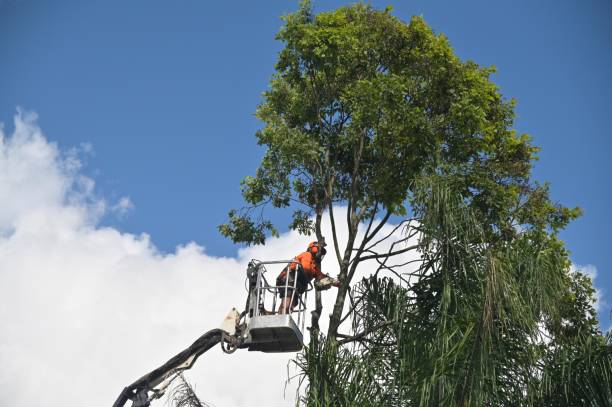 Best Landscape Design and Installation  in Van Horn, TX